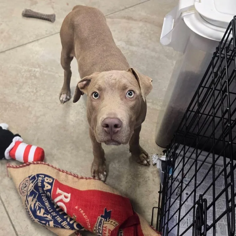 A young medium-sized male Terrier dog named Hatfield for adoption in Cumberland, RI