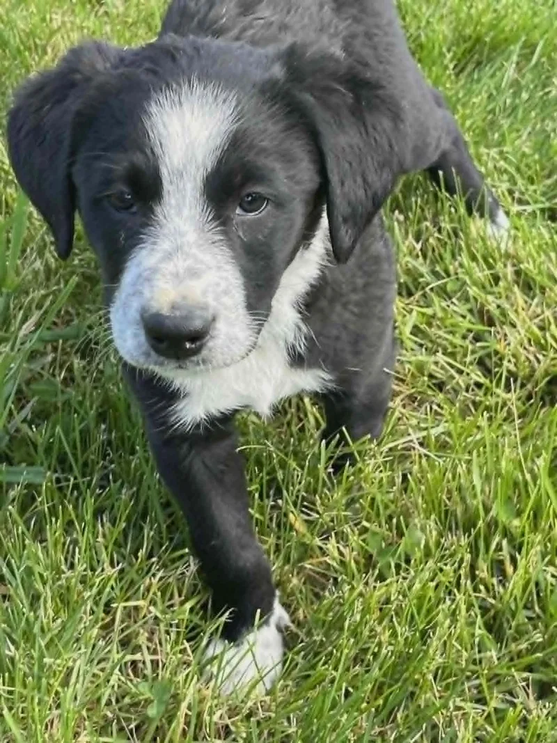 A baby small-sized female Bernese Mountain Dog dog named Poppi for adoption in Havertown, PA