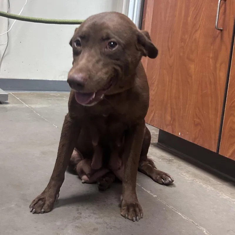 A baby medium-sized female Brown / Chocolate Chocolate Labrador Retriever dog named Mamma Wonka for adoption in Yuma, AZ
