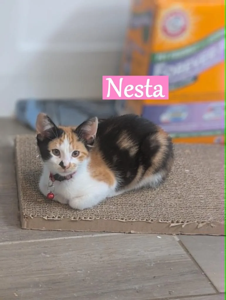 A baby medium-sized female Domestic Short Hair cat named Nesta for adoption in Hoover , AL