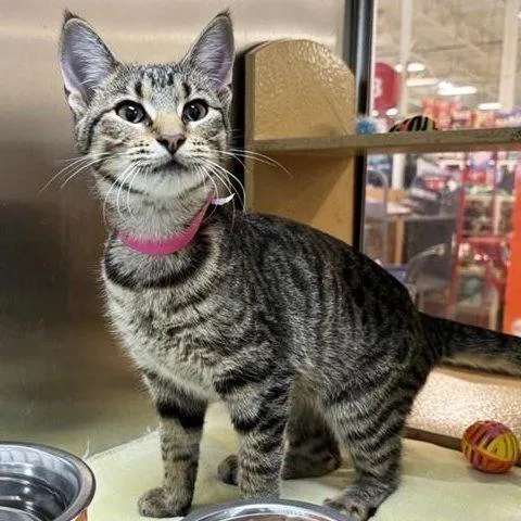 An adult medium-sized female Brown / Chocolate Domestic Short Hair cat named Bella for adoption in Saint Louis, MO