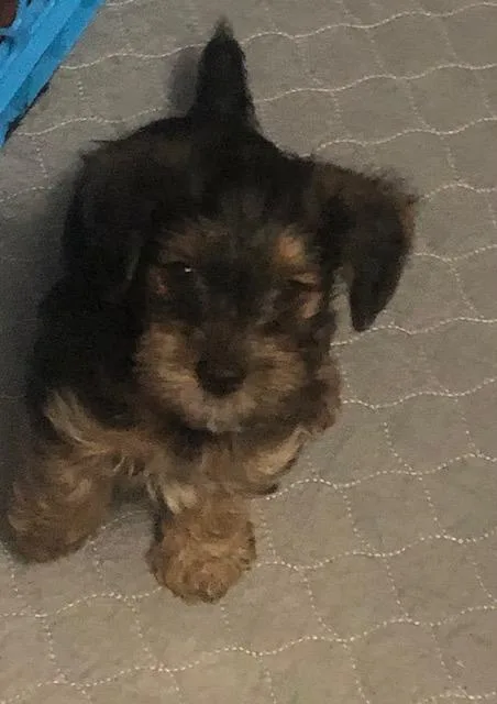 A baby small-sized male Black Yorkshire Terrier dog named Razz for adoption in Colleyville, TX