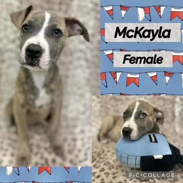 A baby medium-sized female Terrier dog named Mckayla for adoption in Manchester, CT