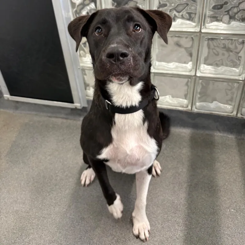 A young medium-sized female Black Mixed Breed dog named Petunia for adoption in Pittsburgh, PA