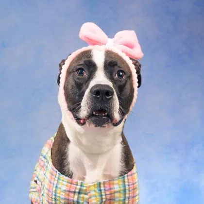 An adult large-sized female Pit Bull Terrier dog named Velma Dinkley for adoption in Atlanta, GA