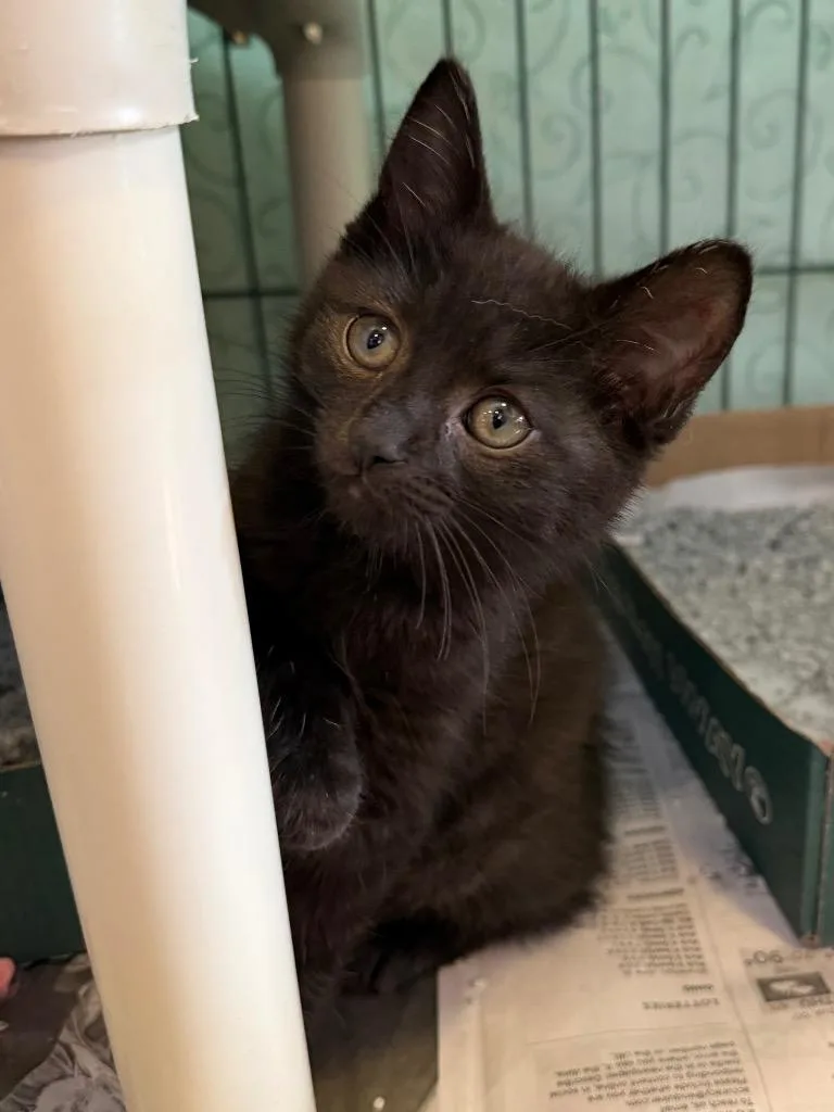 A baby medium-sized female Domestic Short Hair cat named Sugar Bear for adoption in Cincinnati, OH