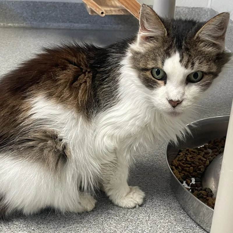 A senior medium-sized female Tabby (Buff / Tan / Fawn) Domestic Long Hair cat named Bella for adoption in New Philadelphia, OH