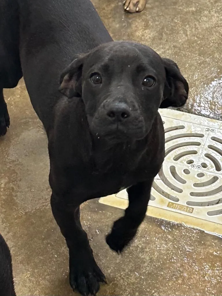 A baby medium-sized male Mixed Breed dog named Hank for adoption in Jonesboro, AR