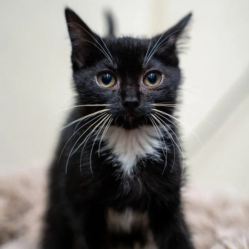 A baby small-sized female Black Domestic Short Hair cat named Caroline for adoption in Gainesville, GA