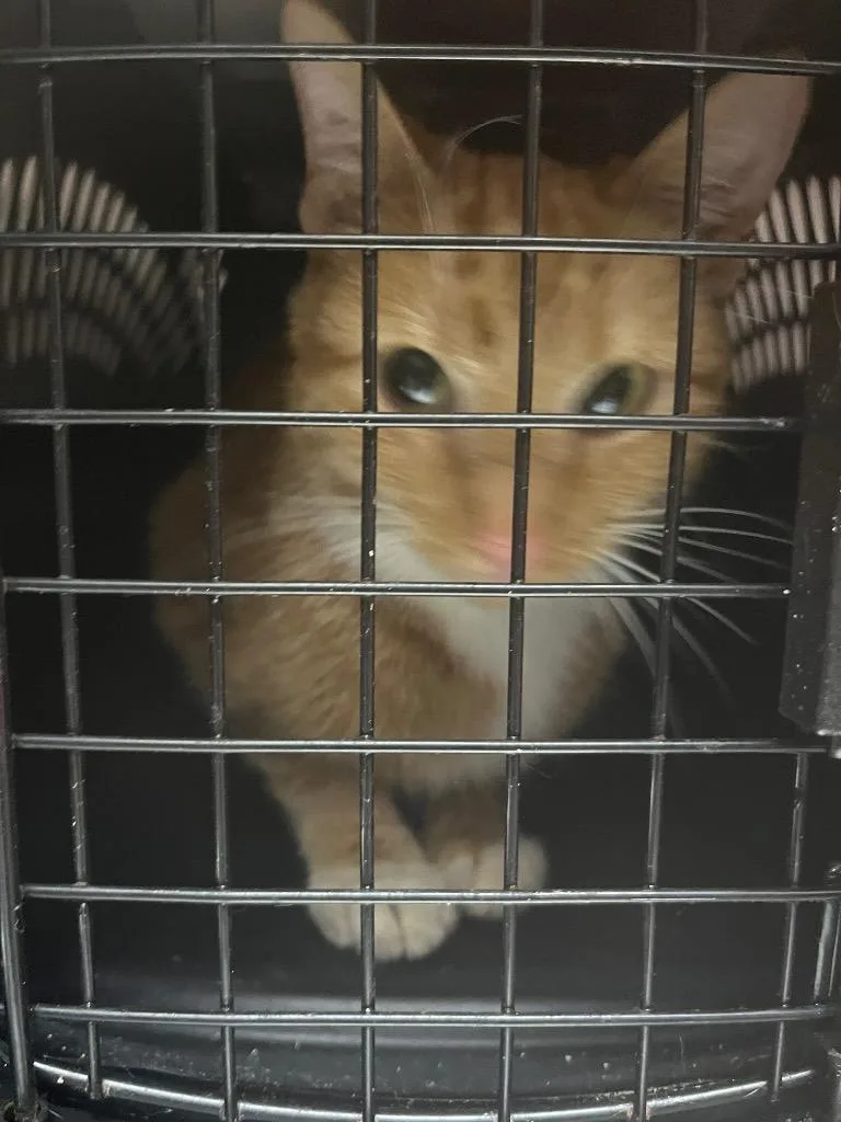 A young medium-sized male Domestic Short Hair cat named Spaghetti for adoption in Mount Gilead, NC