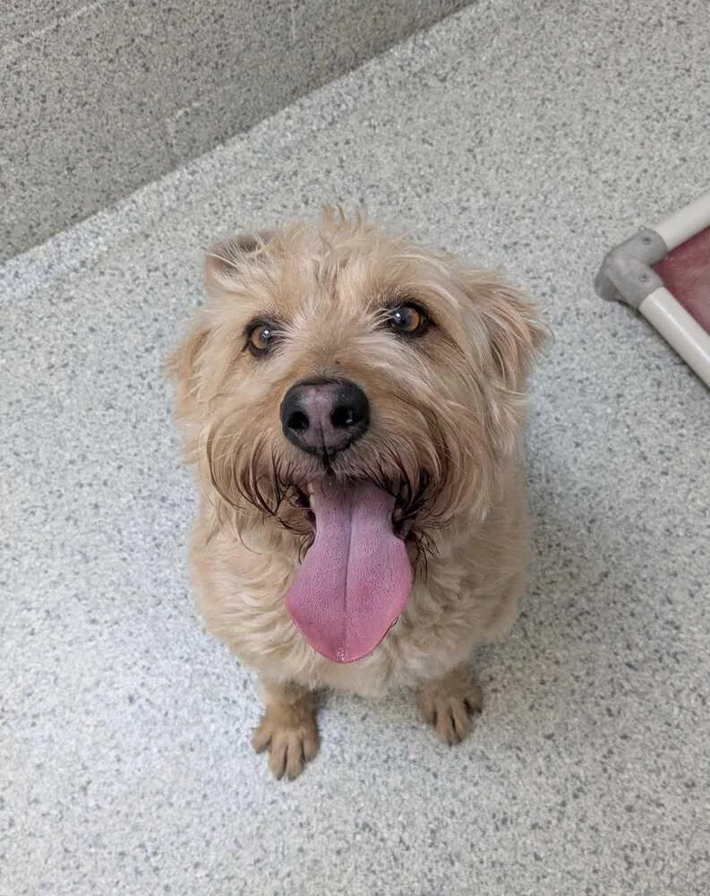 A senior medium-sized female Golden Retriever dog named Millie for adoption in Bowling Green, OH