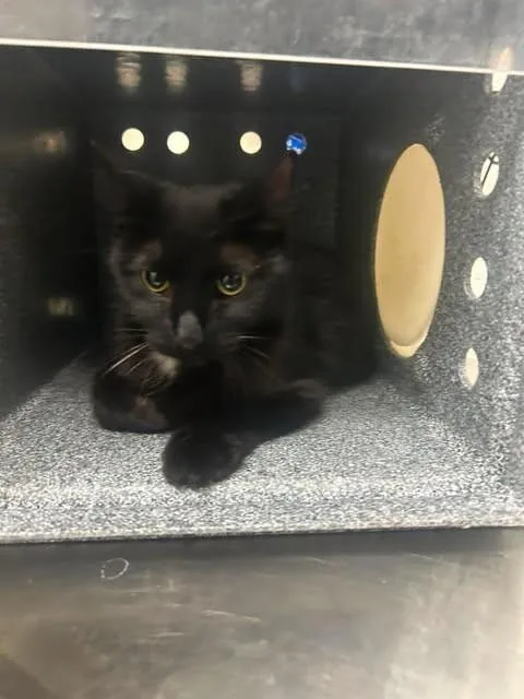 An adult medium-sized female Black Domestic Short Hair cat named Dot for adoption in Fruit Heights, UT