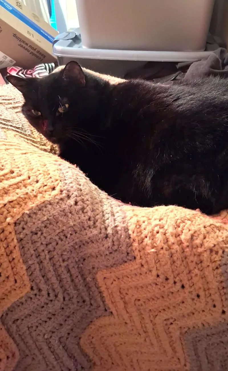 An adult medium-sized female Black Burmese cat named Coco  Declawed Beauty for adoption in Ringoes, NJ