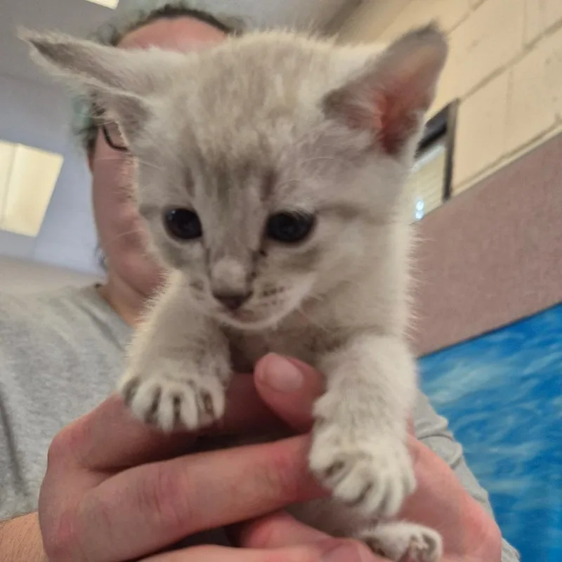 A baby small-sized male Cream / Ivory Domestic Short Hair cat named Tzatziki for adoption in Lake Panasoffkee, FL