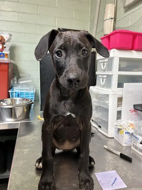 A baby small-sized female Terrier dog named Snow White for adoption in Stockton, CA