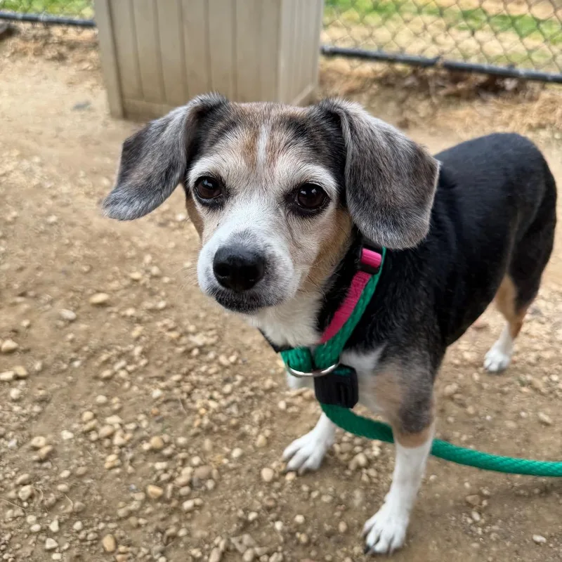 A senior small-sized female Black Mixed Breed dog named Mu for adoption in Philadelphia, PA