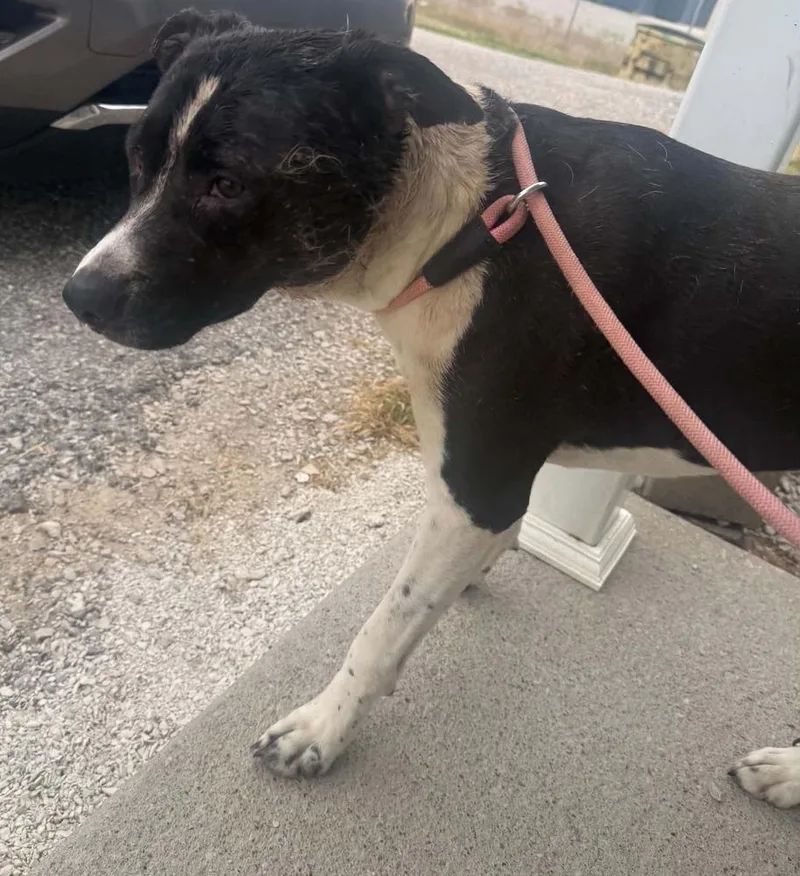 An adult medium-sized female Tricolor (Brown, Black, & White) Mixed Breed dog named Bona Lisa for adoption in Evansville, IN