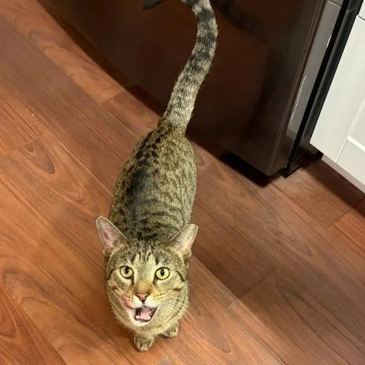 An adult medium-sized male Gray / Blue / Silver Domestic Short Hair cat named Paco Taco for adoption in Boerne, TX
