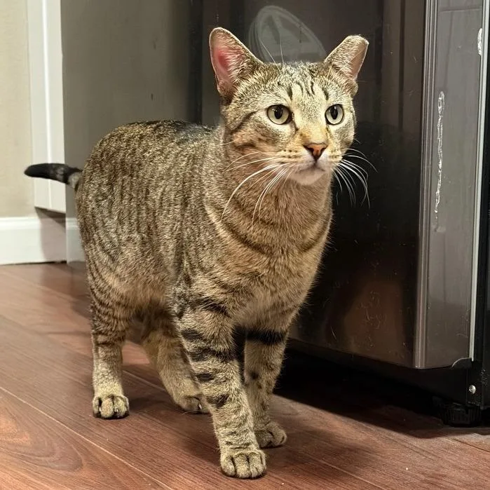 Paco Taco thumbnail 2