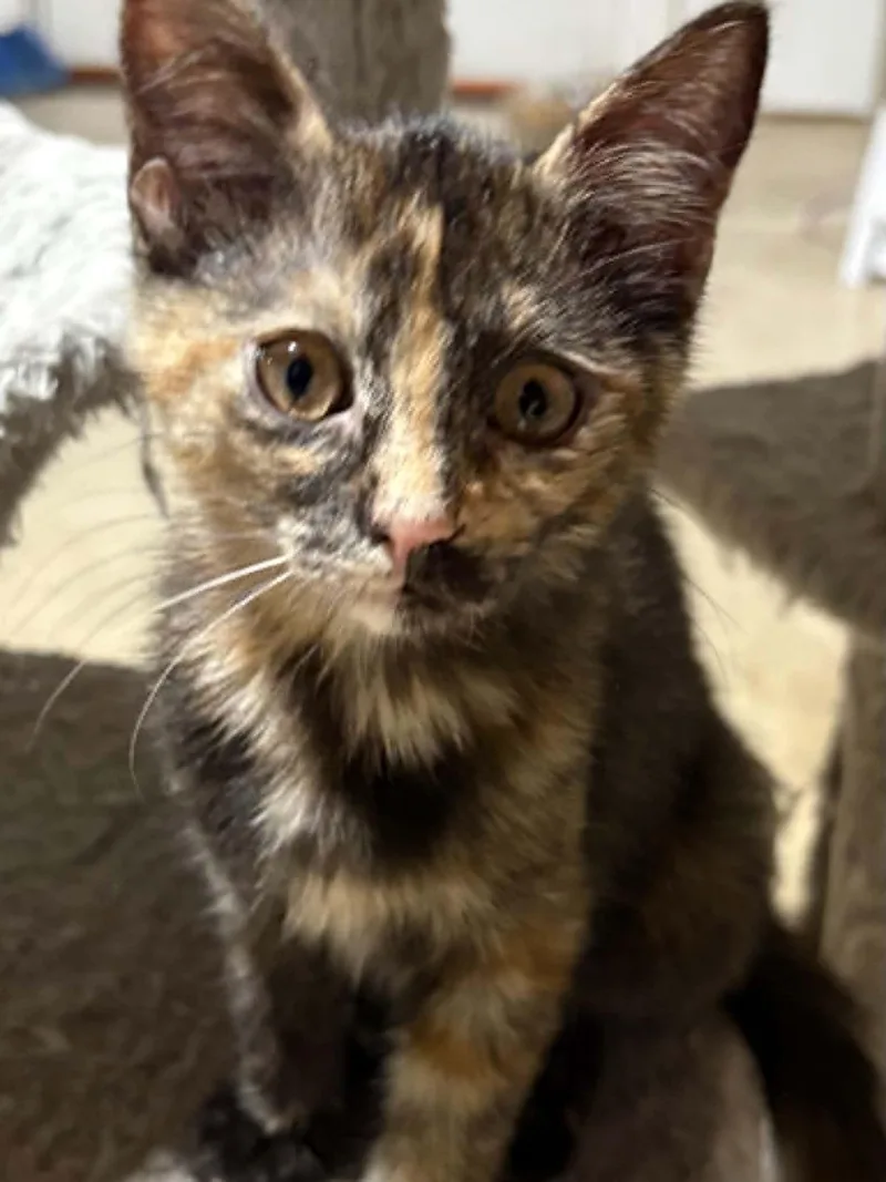 A baby medium-sized female Tortoiseshell Domestic Short Hair cat named Freya for adoption in Herculaneum, MO