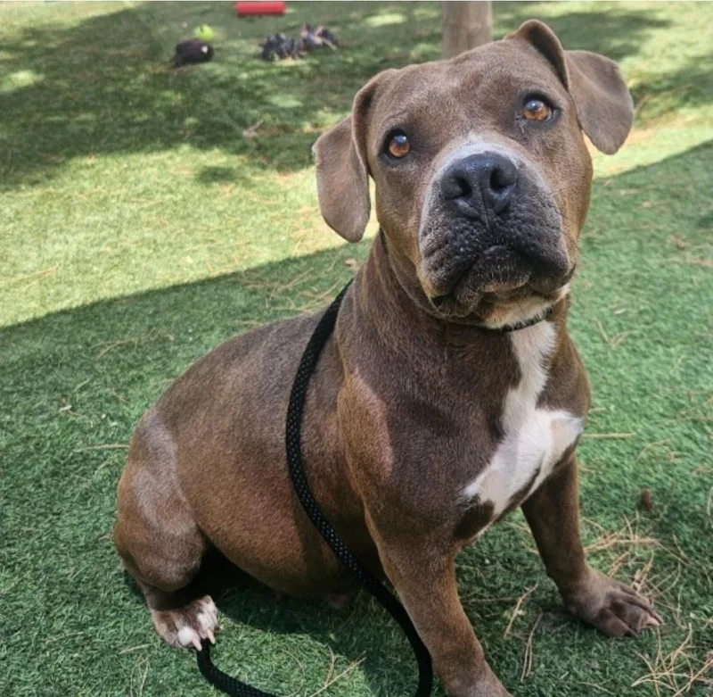 An adult large-sized female Tricolor (Brown, Black, & White) Pit Bull Terrier dog named Delilah HW+ for adoption in Sedalia, CO