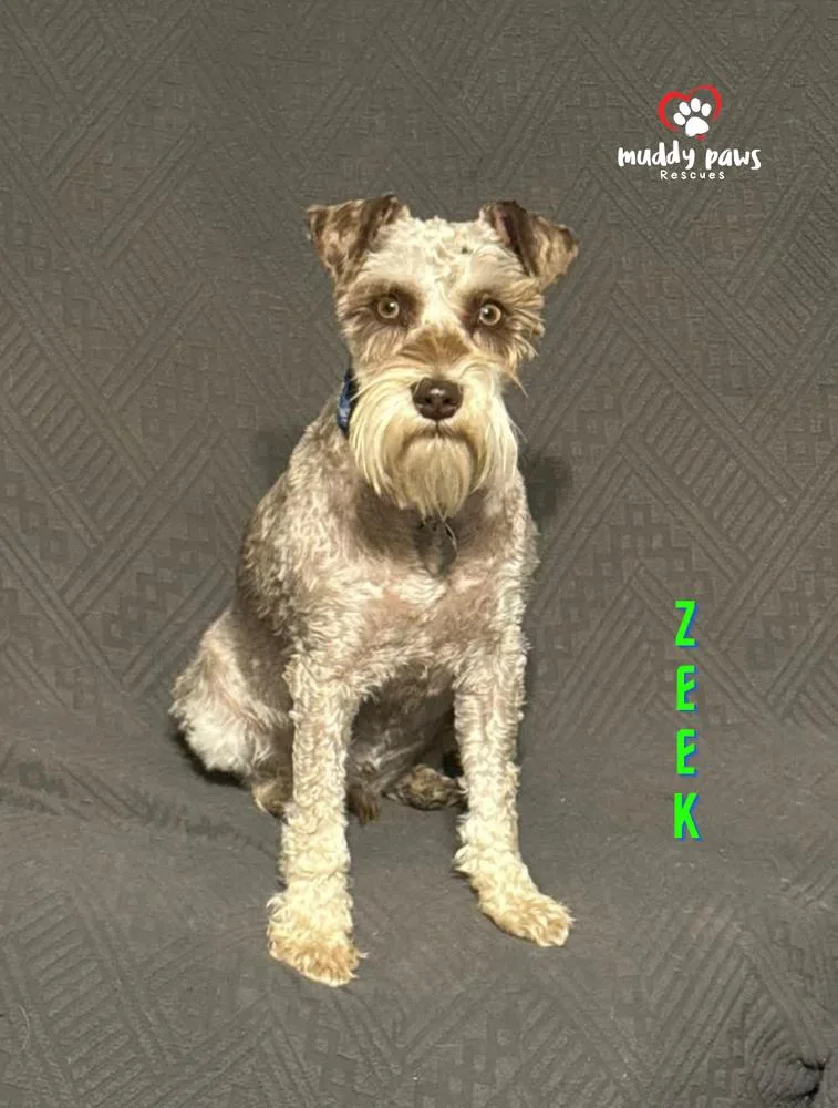 Zeek thumbnail 2