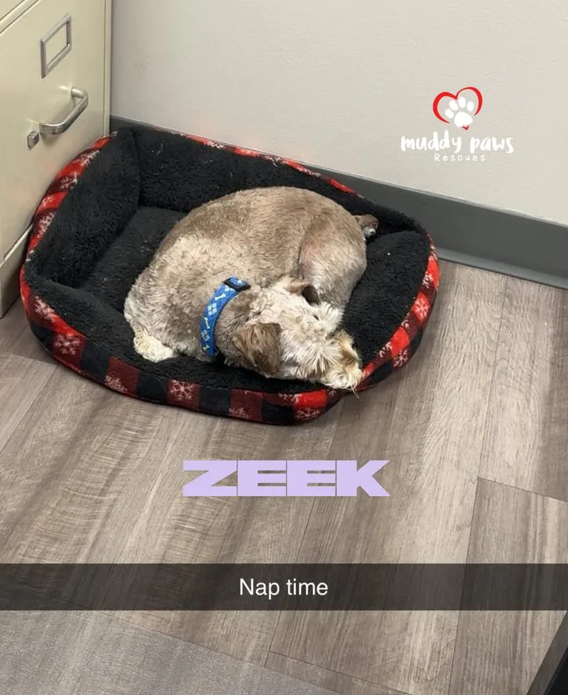Zeek thumbnail 4