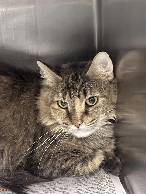 An adult large-sized female Domestic Short Hair cat named Ally for adoption in Las Vegas, NV