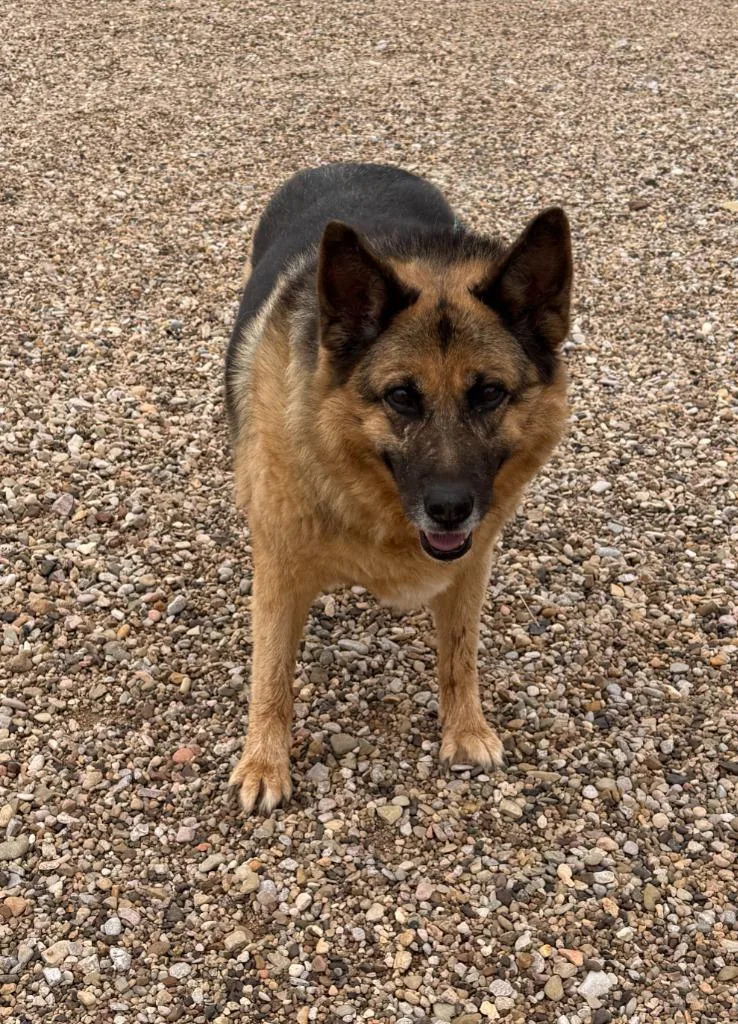 A senior large-sized male German Shepherd Dog dog named Muck for adoption in Hot Springs, SD
