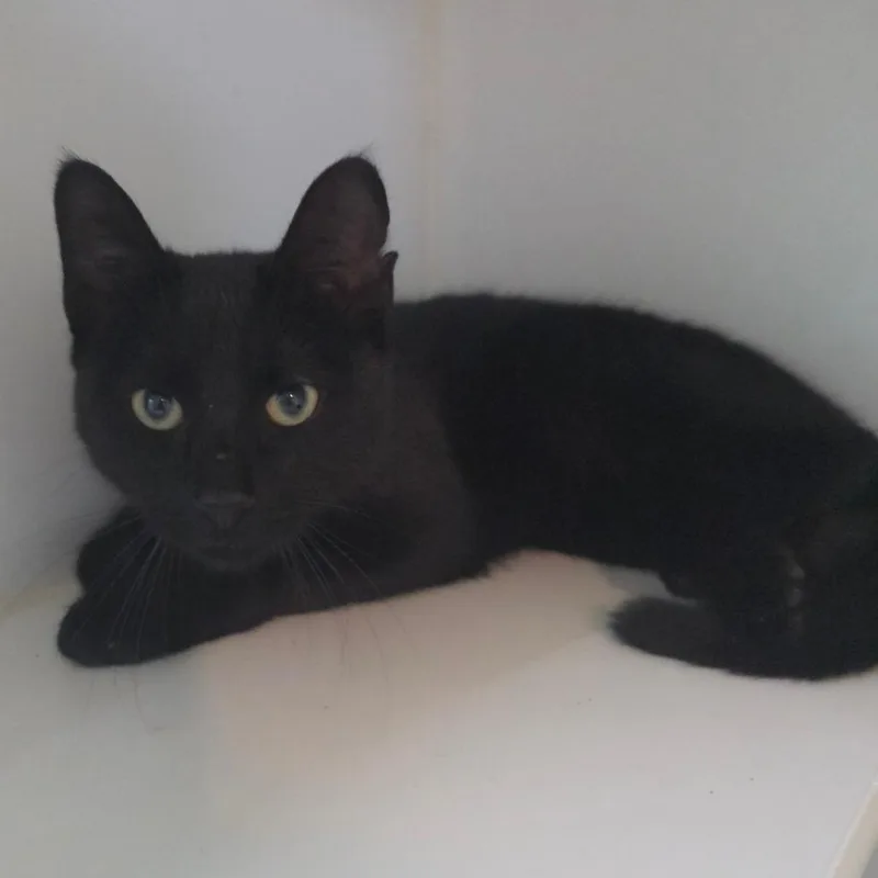 A young medium-sized male Black Bombay cat named Jet for adoption in Jefferson city, TN