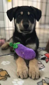 Arlo