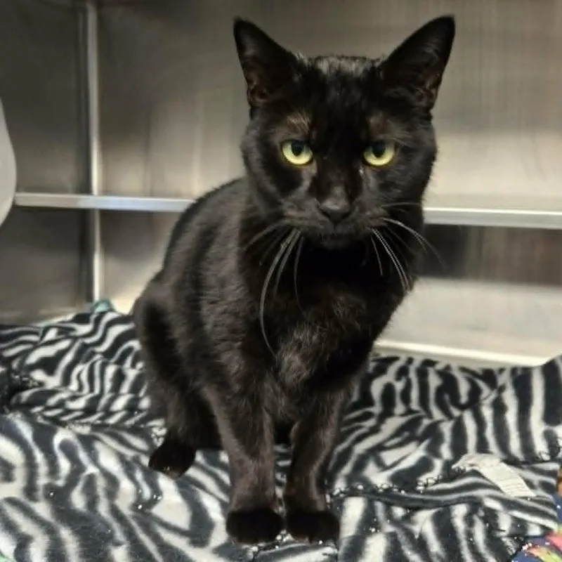 An adult medium-sized female Black Domestic Short Hair cat named Blissa for adoption in Watertown, WI