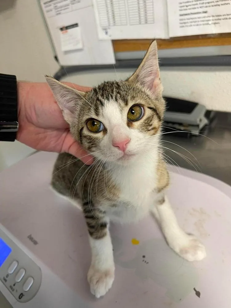 A baby small-sized female Domestic Short Hair cat named Hilly for adoption in Bolivar, MO