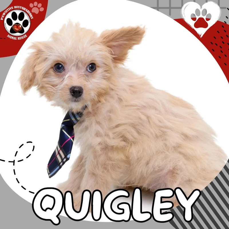 Quigley thumbnail 4