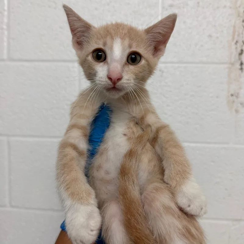 A baby small-sized male Domestic Short Hair cat named Swedish Fish for adoption in Edinburg, TX