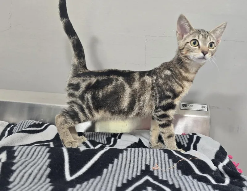 A young medium-sized female Domestic Short Hair cat named Penny for adoption in Dickson, TN