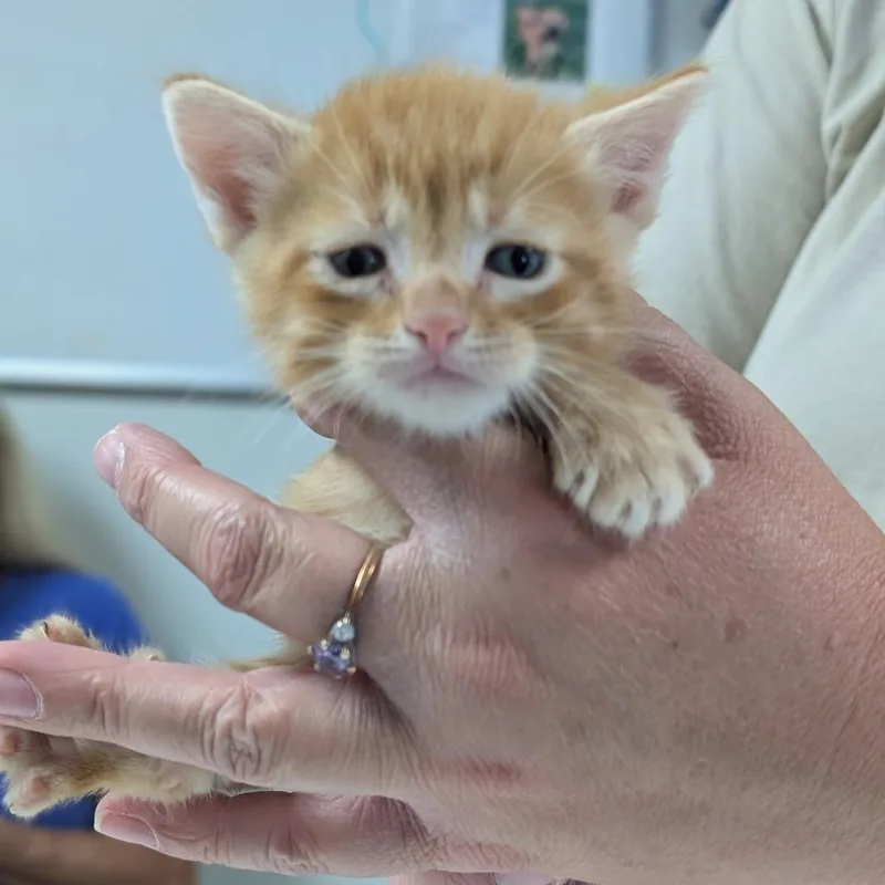 A baby small-sized male Orange / Red Domestic Short Hair cat named Walker for adoption in Canton, IL