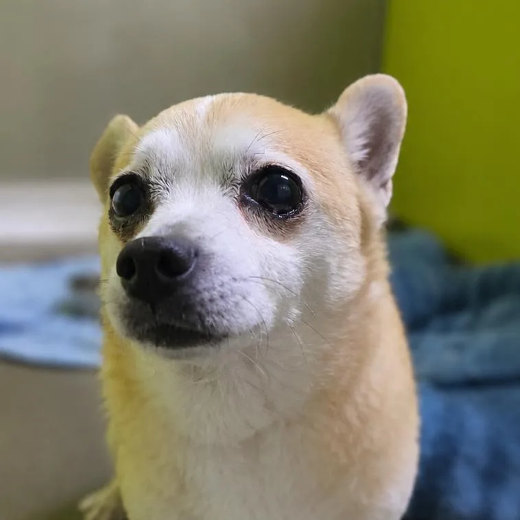 A senior small-sized male White / Cream Chihuahua dog named Diego for adoption in San Jacinto, CA