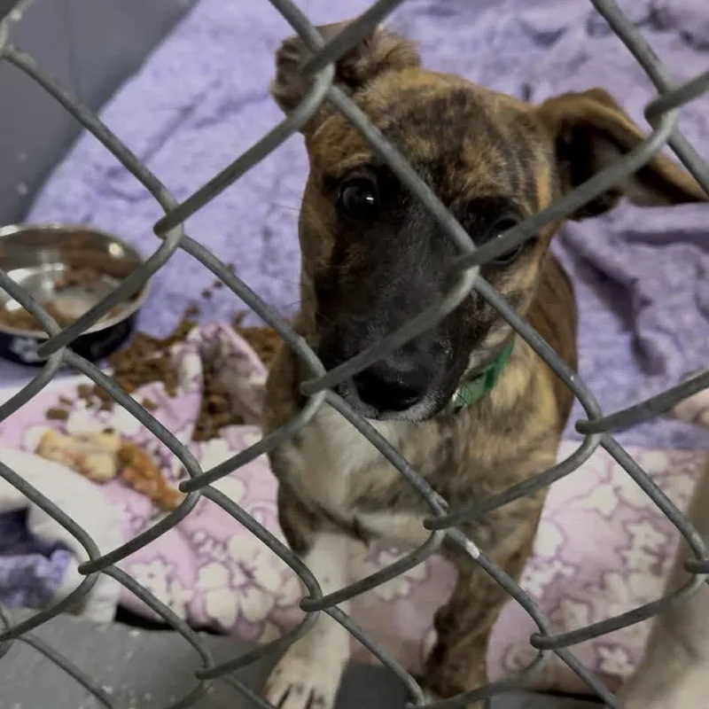 A young small-sized male Brindle Chihuahua dog named Chilly Willy for adoption in Monroeville, AL