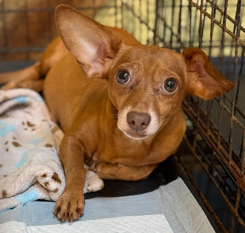 An adult small-sized female Golden Chihuahua dog named Lola for adoption in Boca Raton, FL