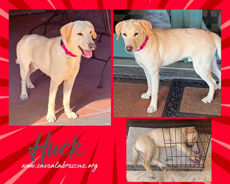 An adult medium-sized male Yellow / Tan / Blond / Fawn Labrador Retriever dog named Huck for adoption in Middletown, RI