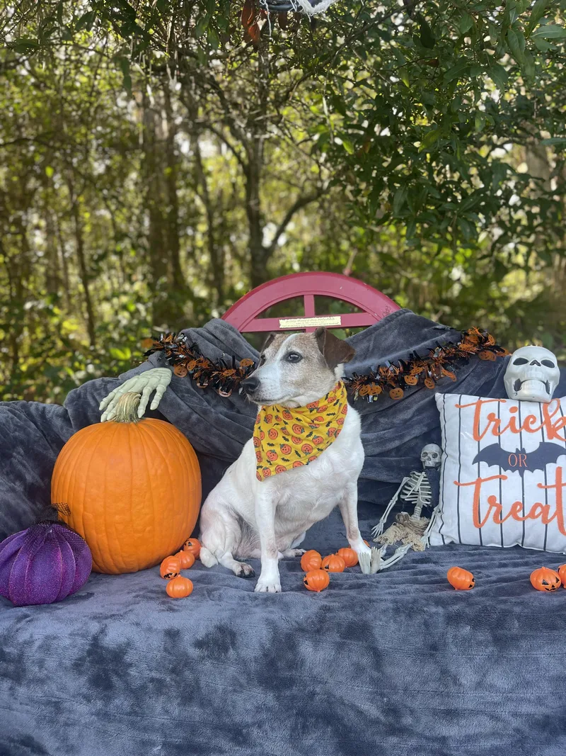 A senior small-sized male Jack Russell Terrier dog named Mosey for adoption in Sebring, FL