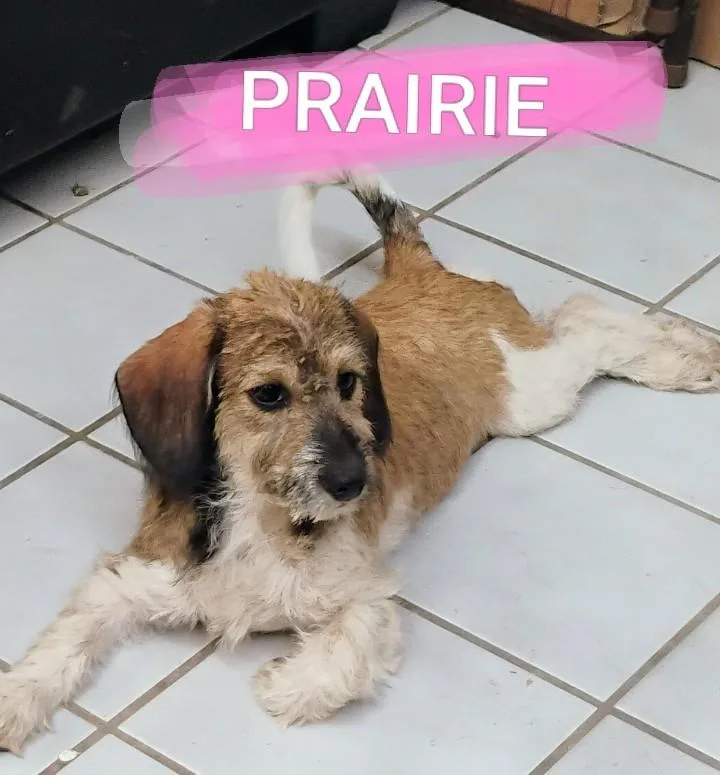 A baby medium-sized female Tricolor (Brown, Black, & White) Schnauzer dog named Prairie for adoption in Saint Jo, TX