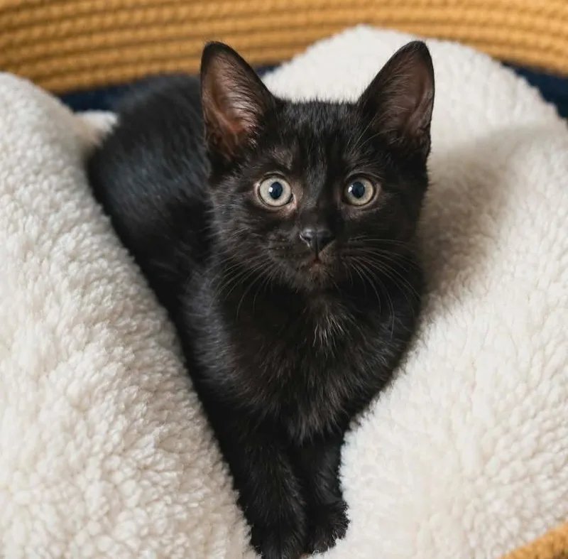 A baby medium-sized female Domestic Short Hair cat named Indigo Moon for adoption in El Dorado, AR