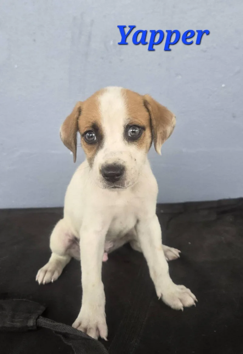 A baby medium-sized male White / Cream Labrador Retriever dog named Yapper for adoption in Huntington, NY