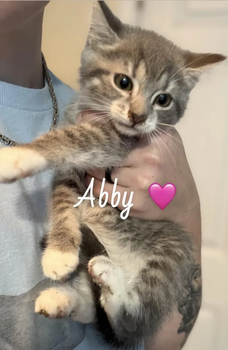 A baby medium-sized female Tabby (Brown / Chocolate) American Shorthair cat named Abby for adoption in Felton, PA
