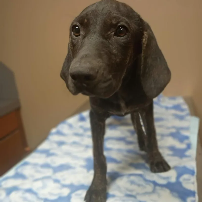 A baby small-sized female Black Labrador Retriever dog named Pound cake for adoption in Stilwell, OK