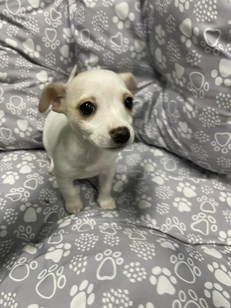 A baby small-sized female Chihuahua dog named Josie for adoption in Chattanooga, TN