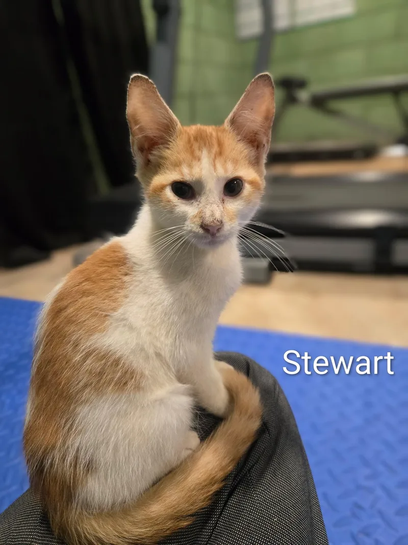 Stewart thumbnail 3