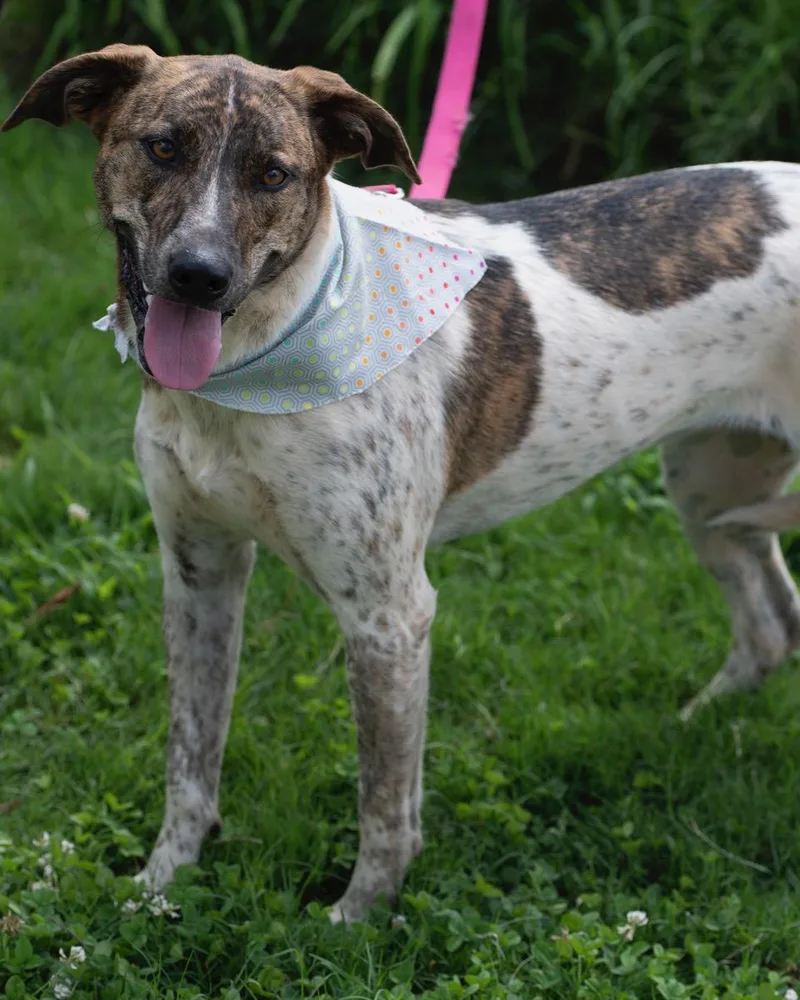 Roulette thumbnail 5